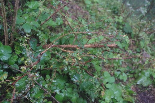 Ribes burejense