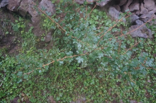 Ribes burejense