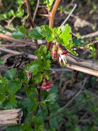 Ribes californicum