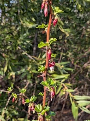 Ribes californicum