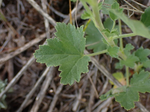 Ribes cereum