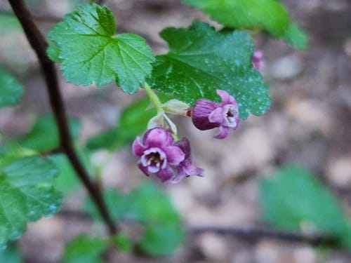 Ribes ceriferum