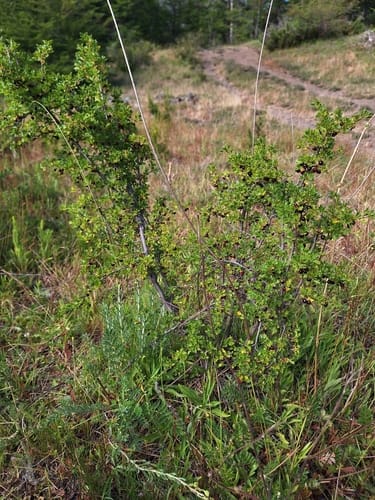 Ribes cucullatum