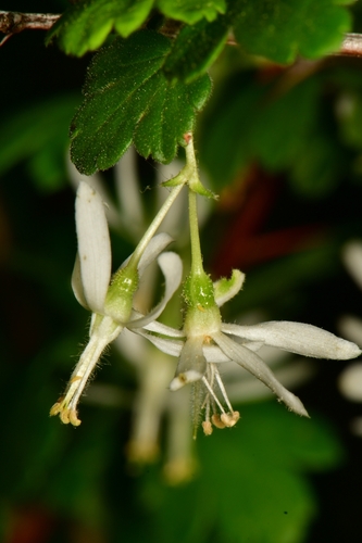 Ribes curvatum