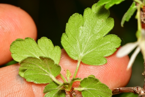 Ribes curvatum