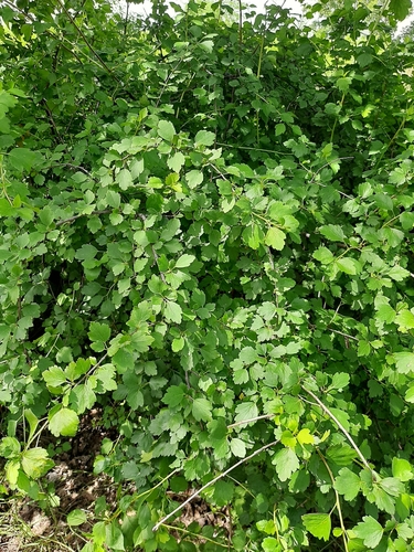 Ribes diacanthum