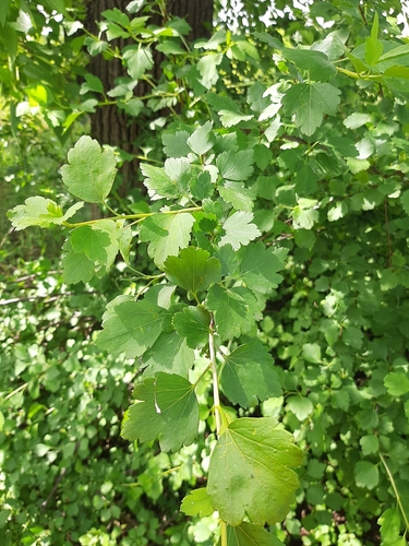 Ribes diacanthum