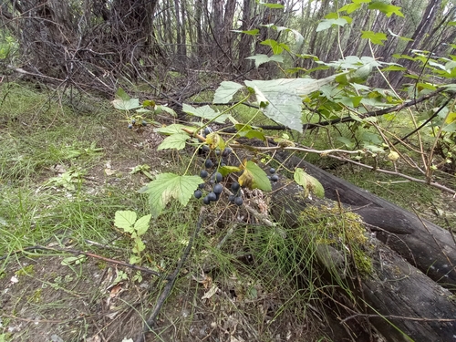 Ribes dikuscha