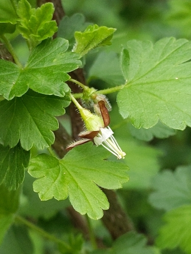 Ribes divaricatum