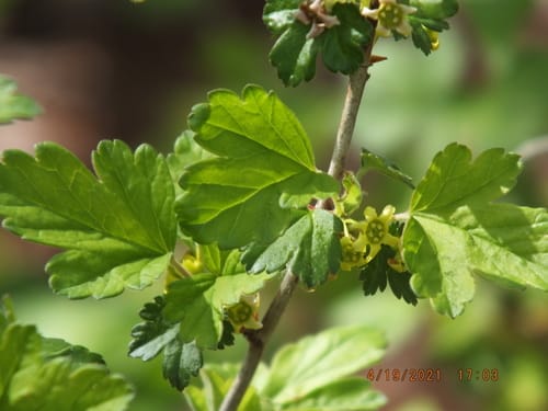 Ribes fasciculatum