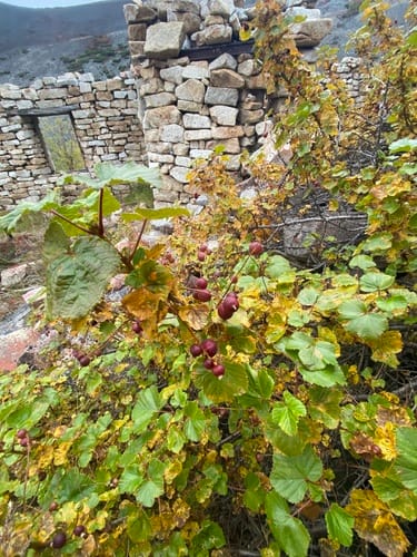 Ribes fragrans