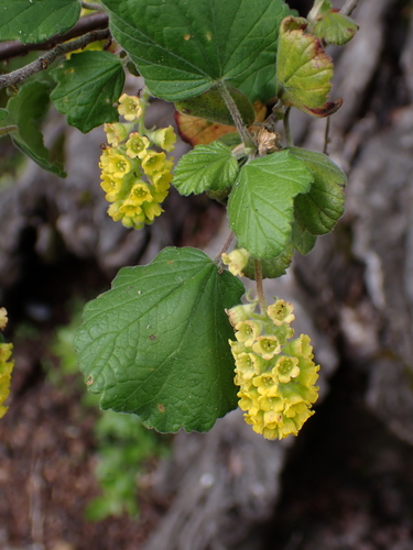 Ribes gayanum