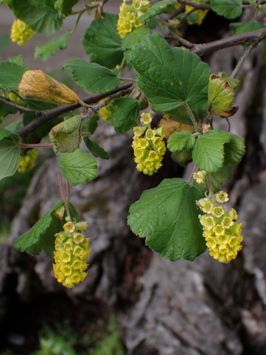 Ribes gayanum
