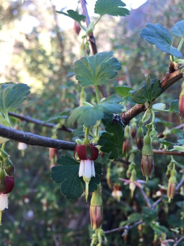 Ribes hesperium var. amarum