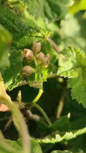 Ribes himalense