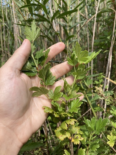 Ribes hirtellum