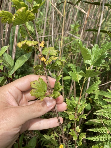 Ribes hirtellum