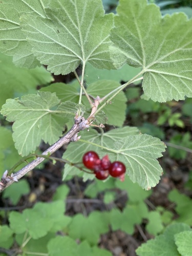 Ribes hispidulum