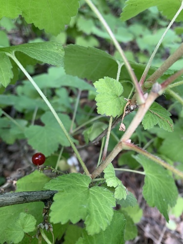 Ribes hispidulum