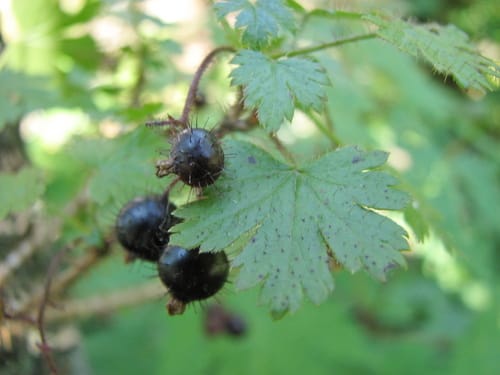 Ribes horridum