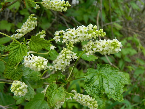 Ribes hudsonianum