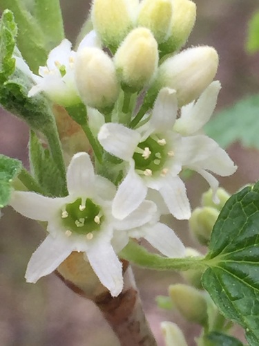 Ribes hudsonianum