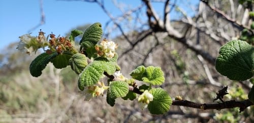 Ribes indecorum