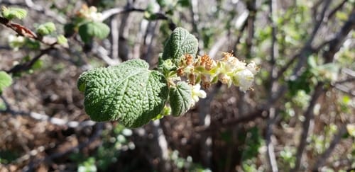 Ribes indecorum