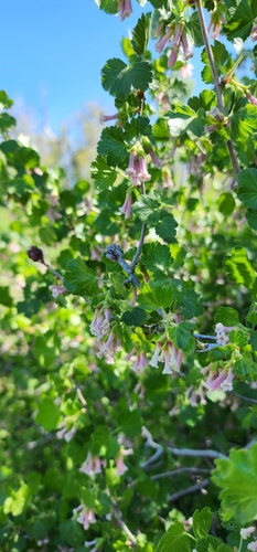 Ribes inebrians