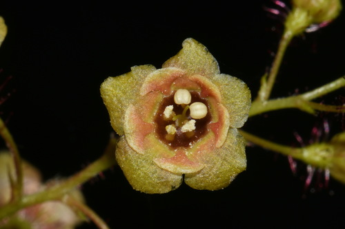 Ribes lacustre