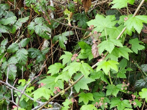 Ribes laxiflorum