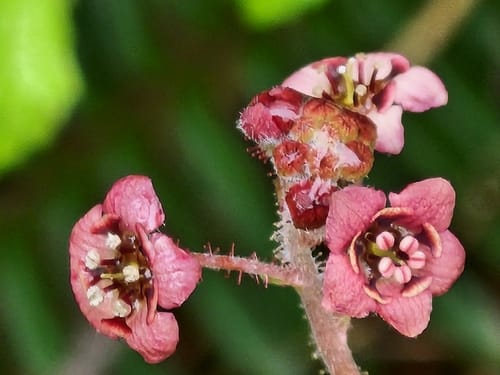 Ribes laxiflorum