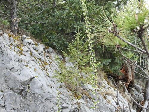Ribes leptanthum