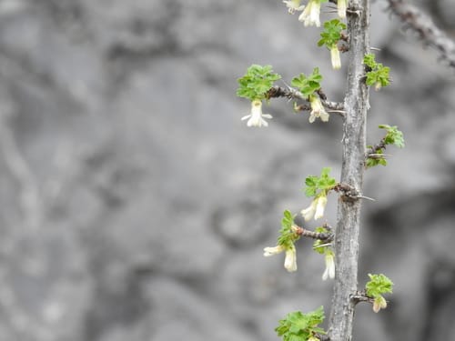 Ribes leptanthum