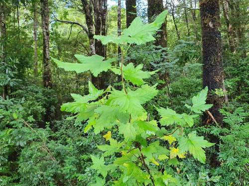 Ribes magellanicum