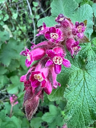 Ribes malvaceum