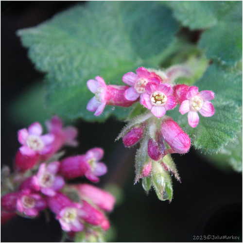 Ribes malvaceum var. indecorum