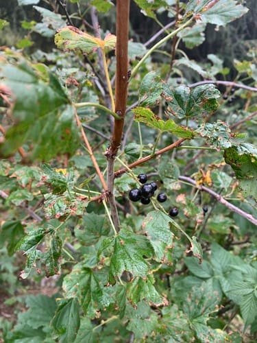 Ribes meyeri