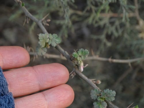 Ribes microphyllum