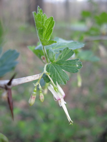 Ribes missouriense