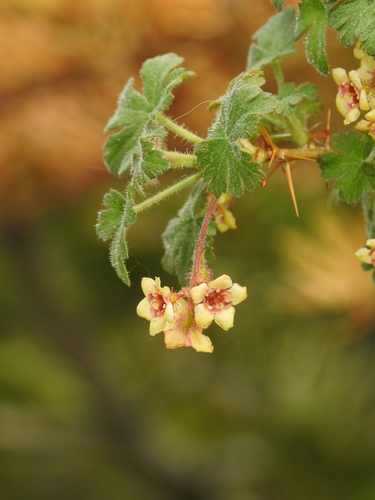 Ribes montigenum