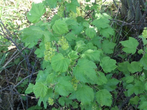 Ribes multiflorum