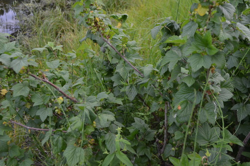 Ribes nigrum