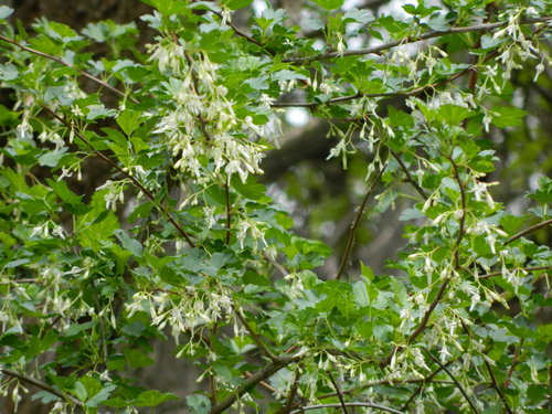 Ribes niveum