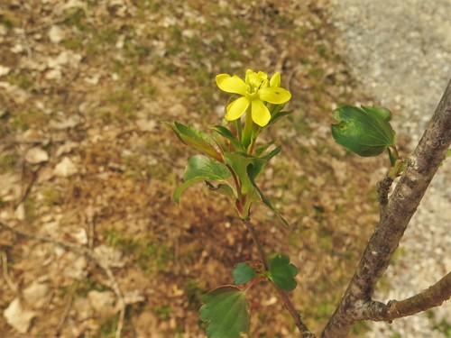 Ribes odoratum