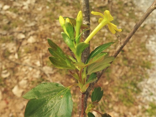 Ribes odoratum