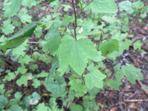 Ribes palczewskii