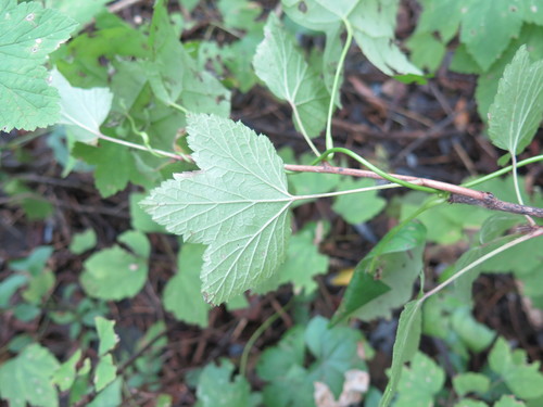 Ribes palczewskii