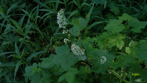 Ribes petiolare