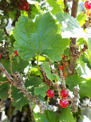 Ribes petraeum